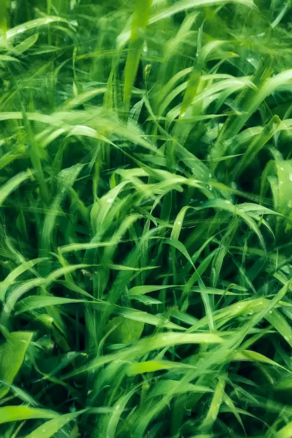 grass with weed