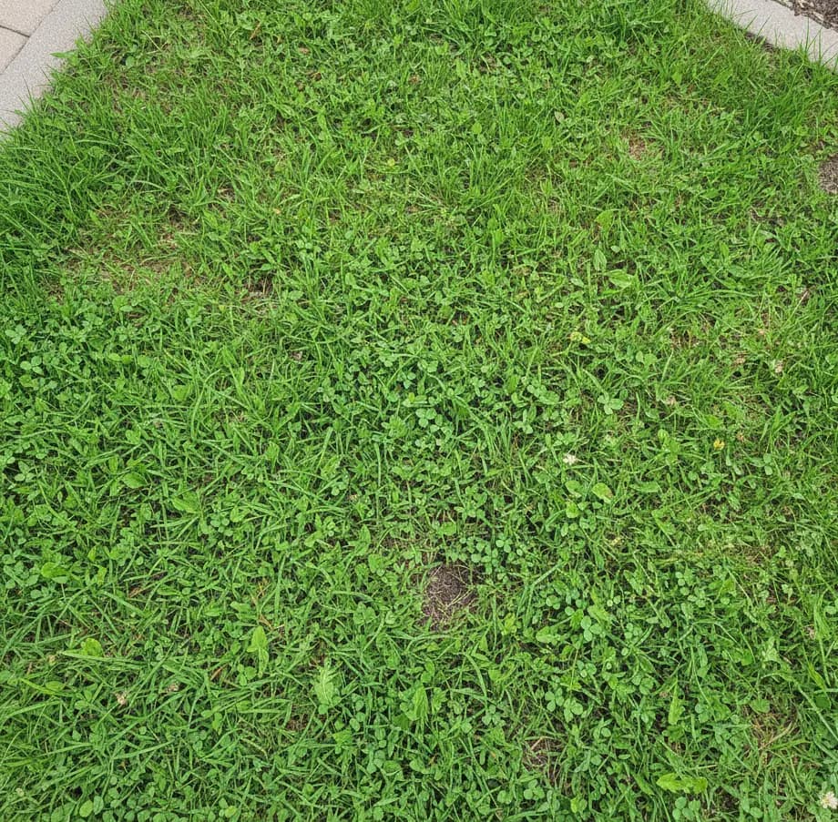 grass after weed removal