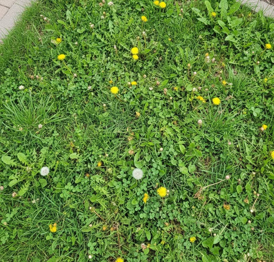 grass with weed