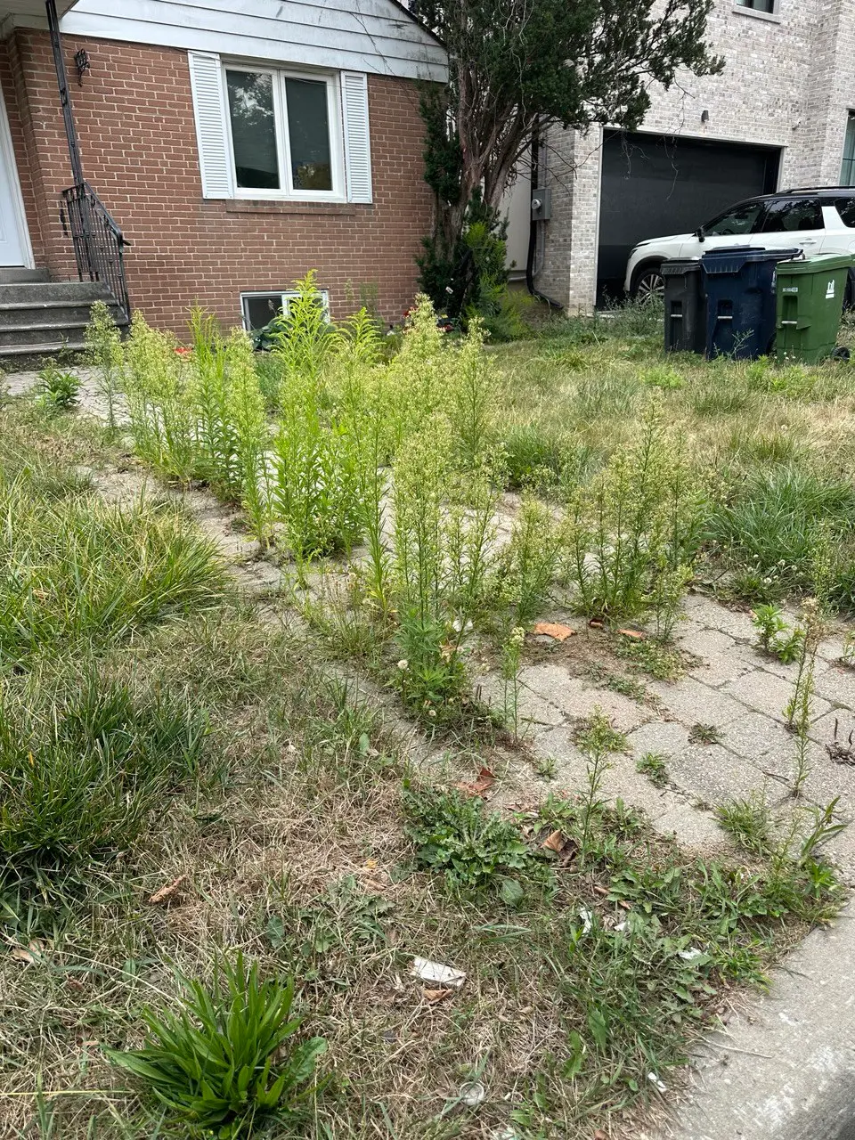 before manual weed removal